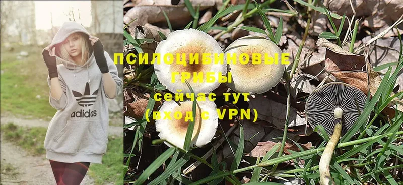 Галлюциногенные грибы Psilocybine cubensis  где купить   Буинск 